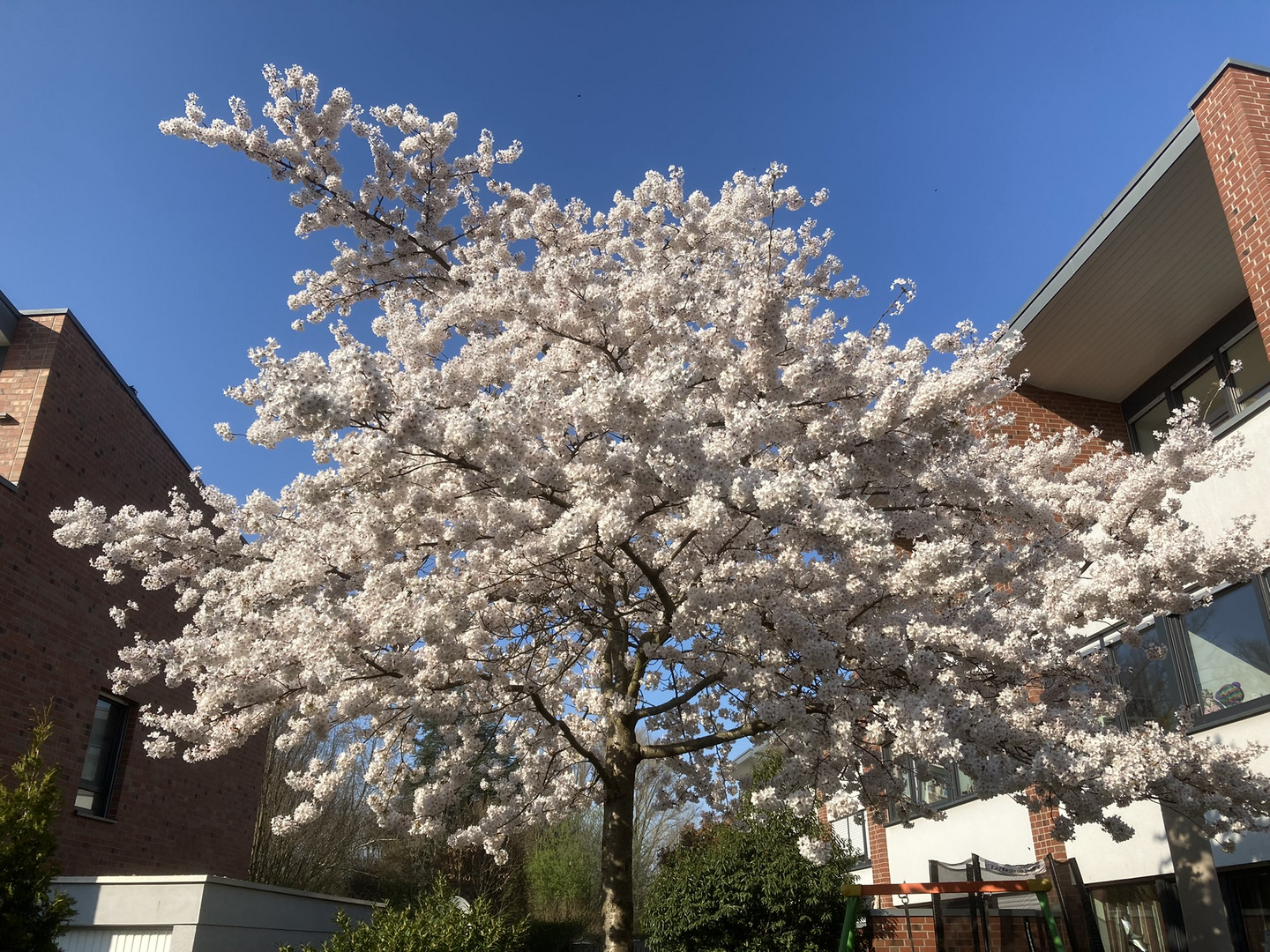 In voller Blüte