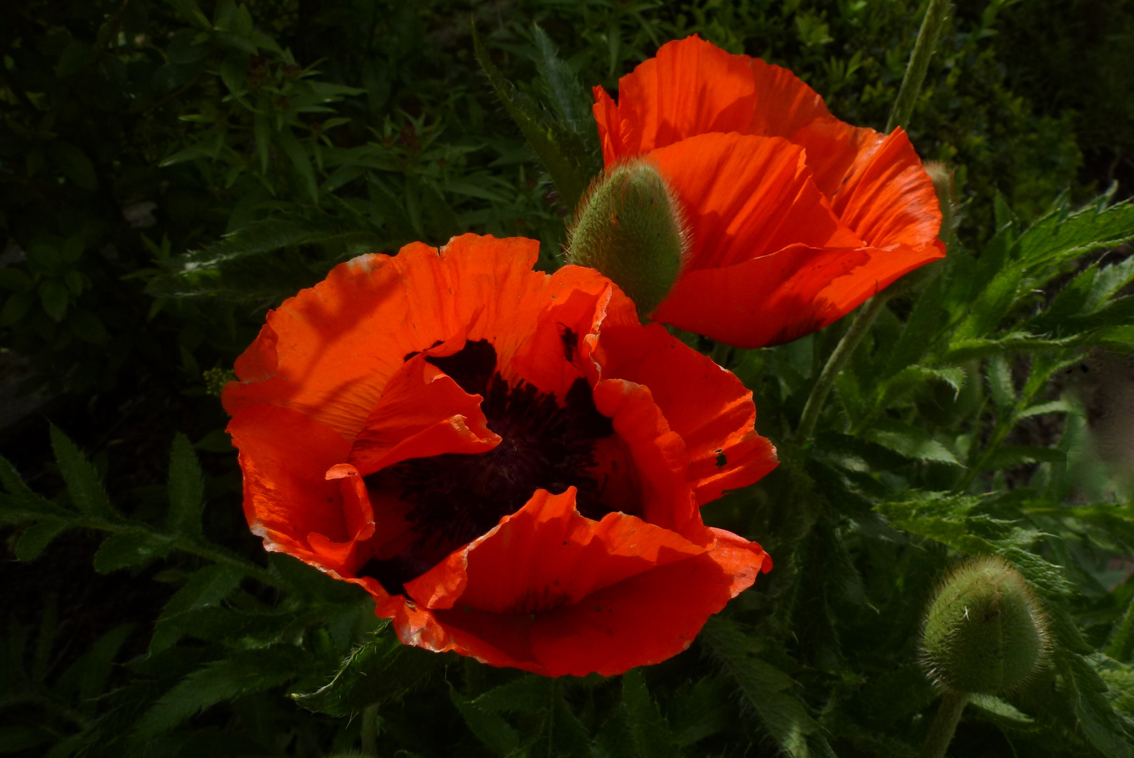 in voller Blüte….