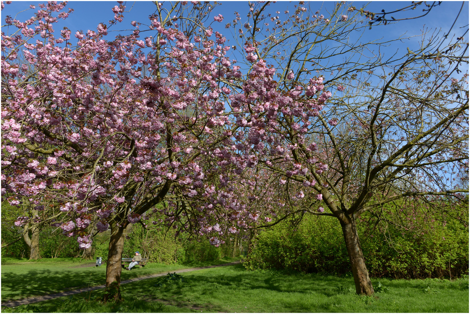 In voller Blüte