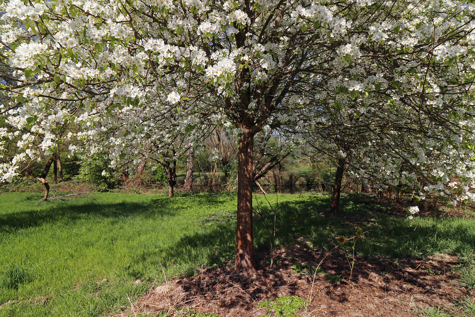 In voller Blüte