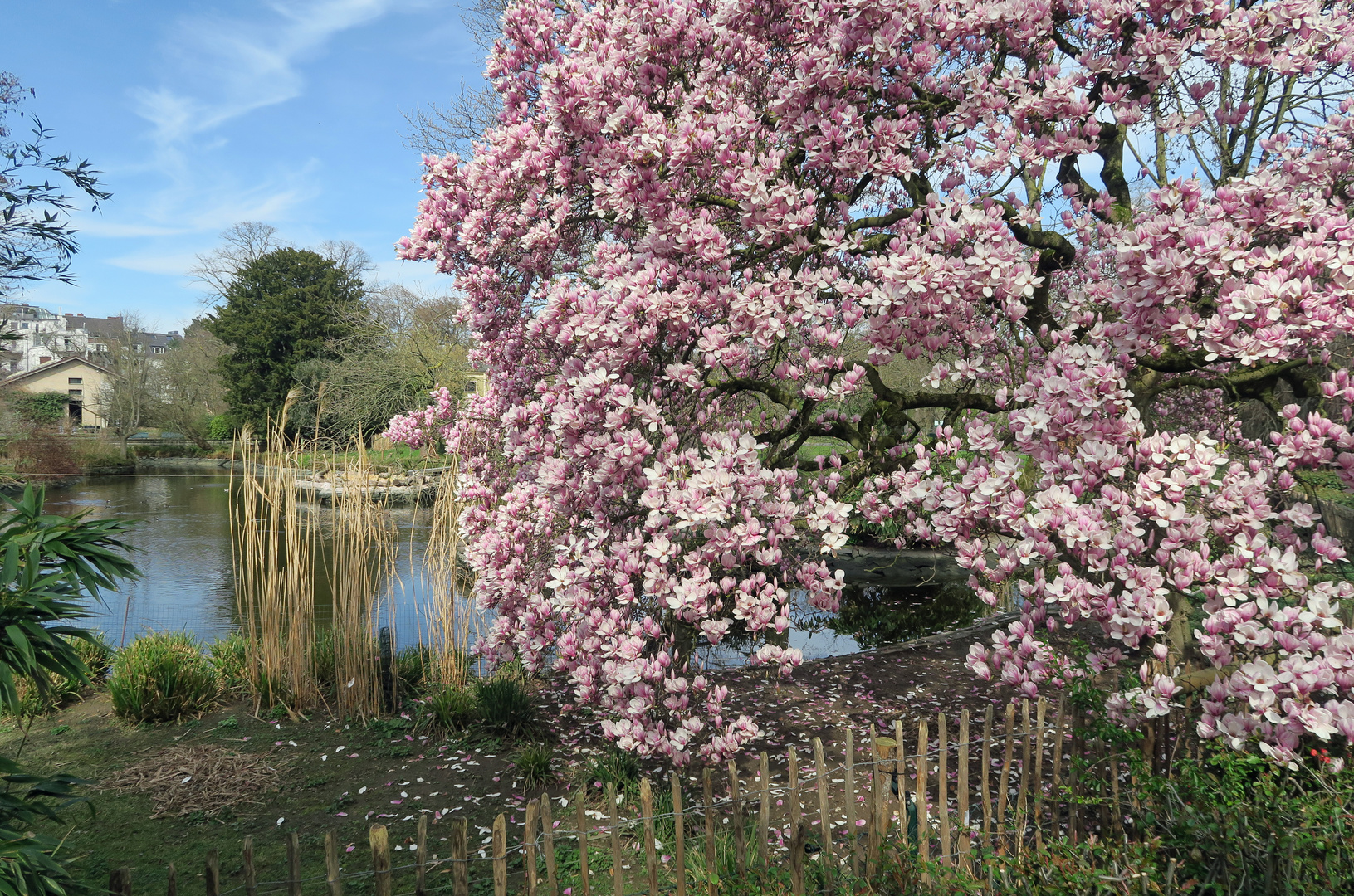 In voller Blüte