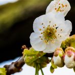 In voller Blüte 