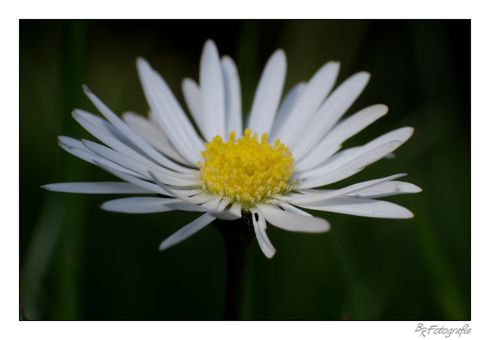 In voller Blüte