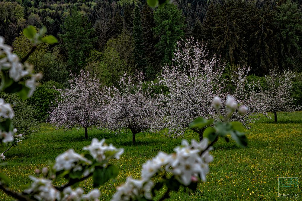 In voller Blüte 