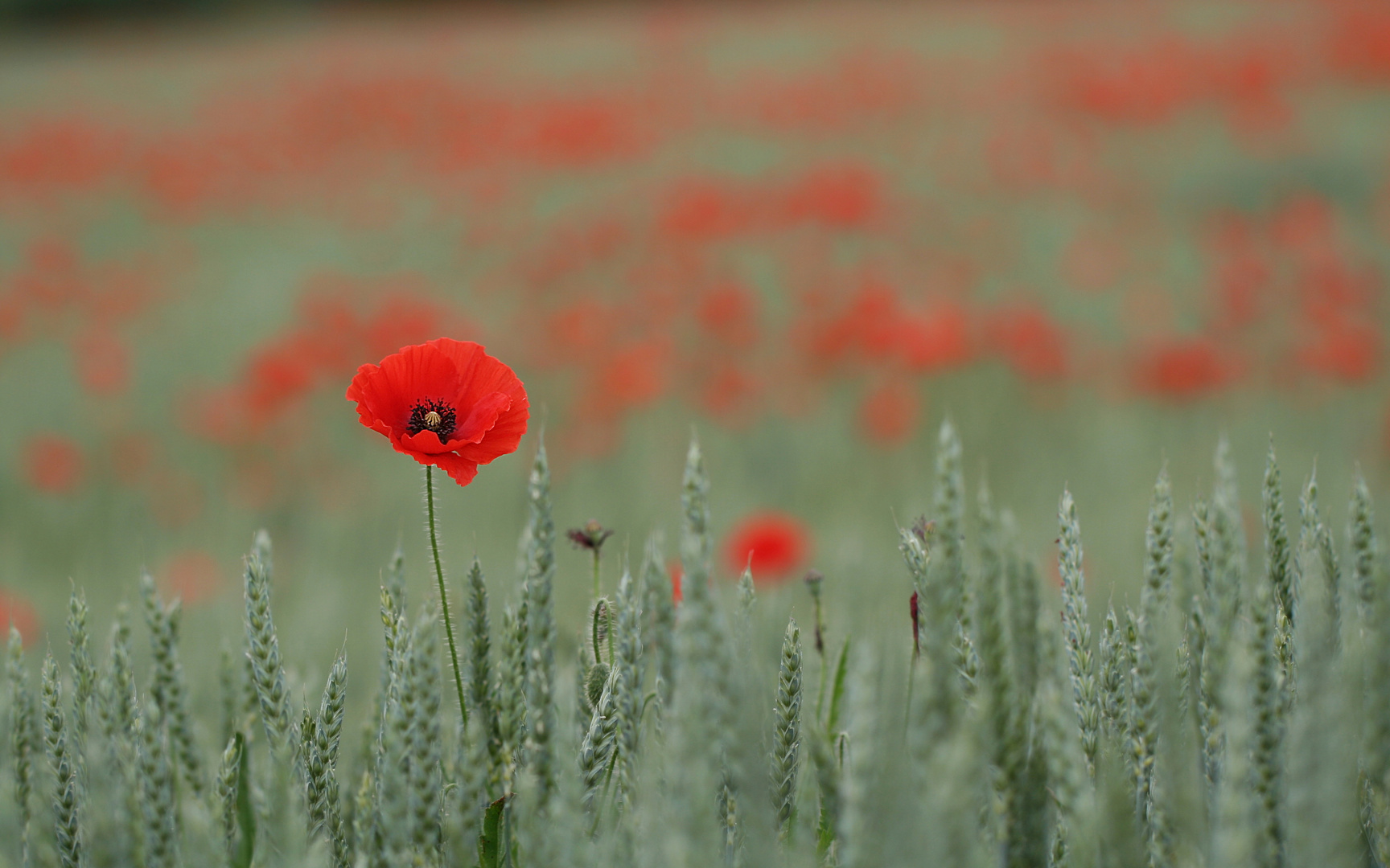 in voller Blüte