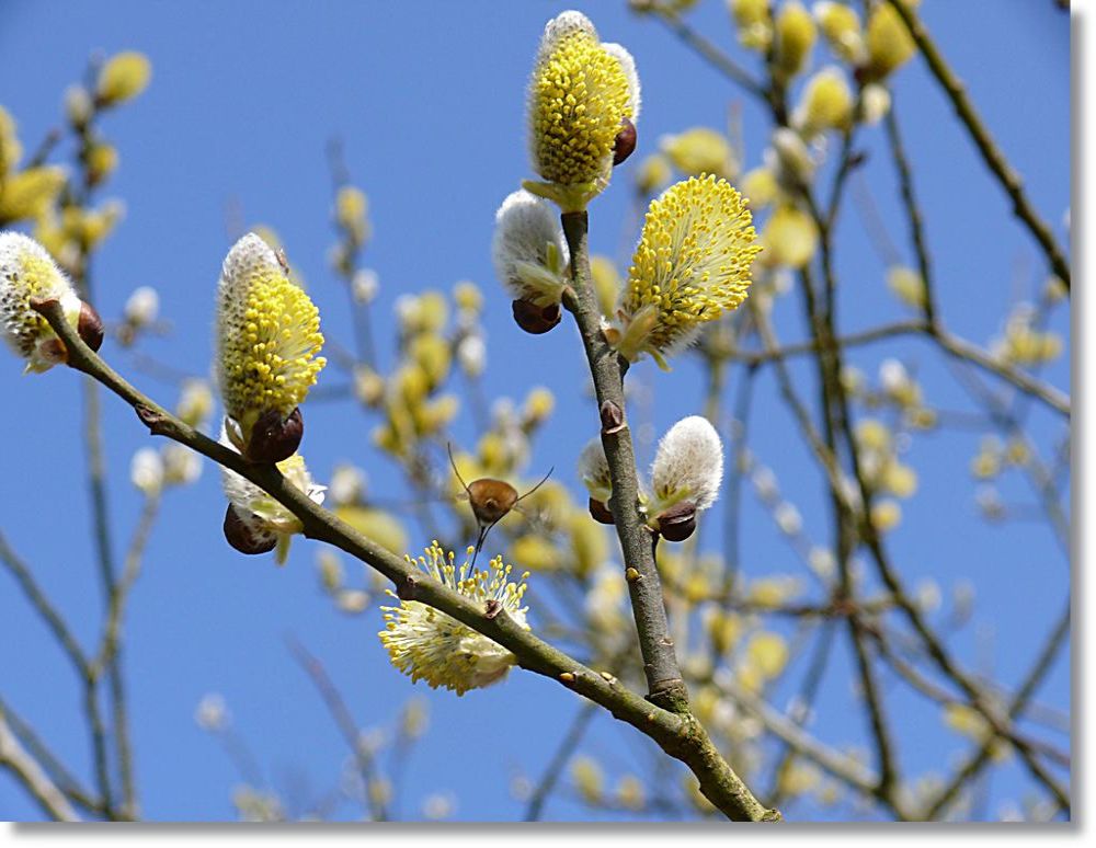 In voller Blüte