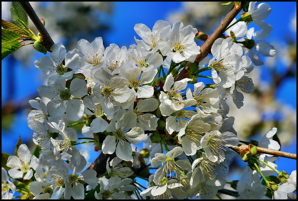 "In voller Blüte"