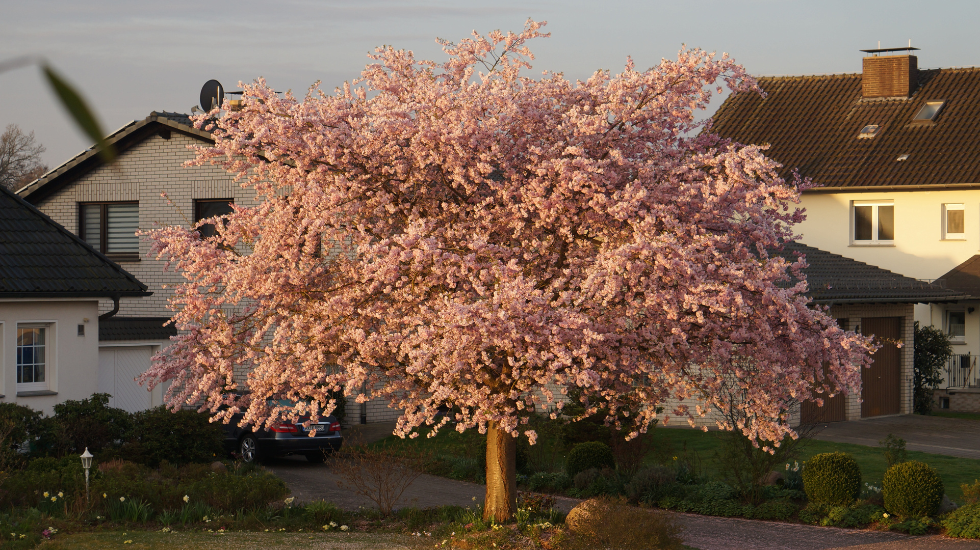 In voller Blüte