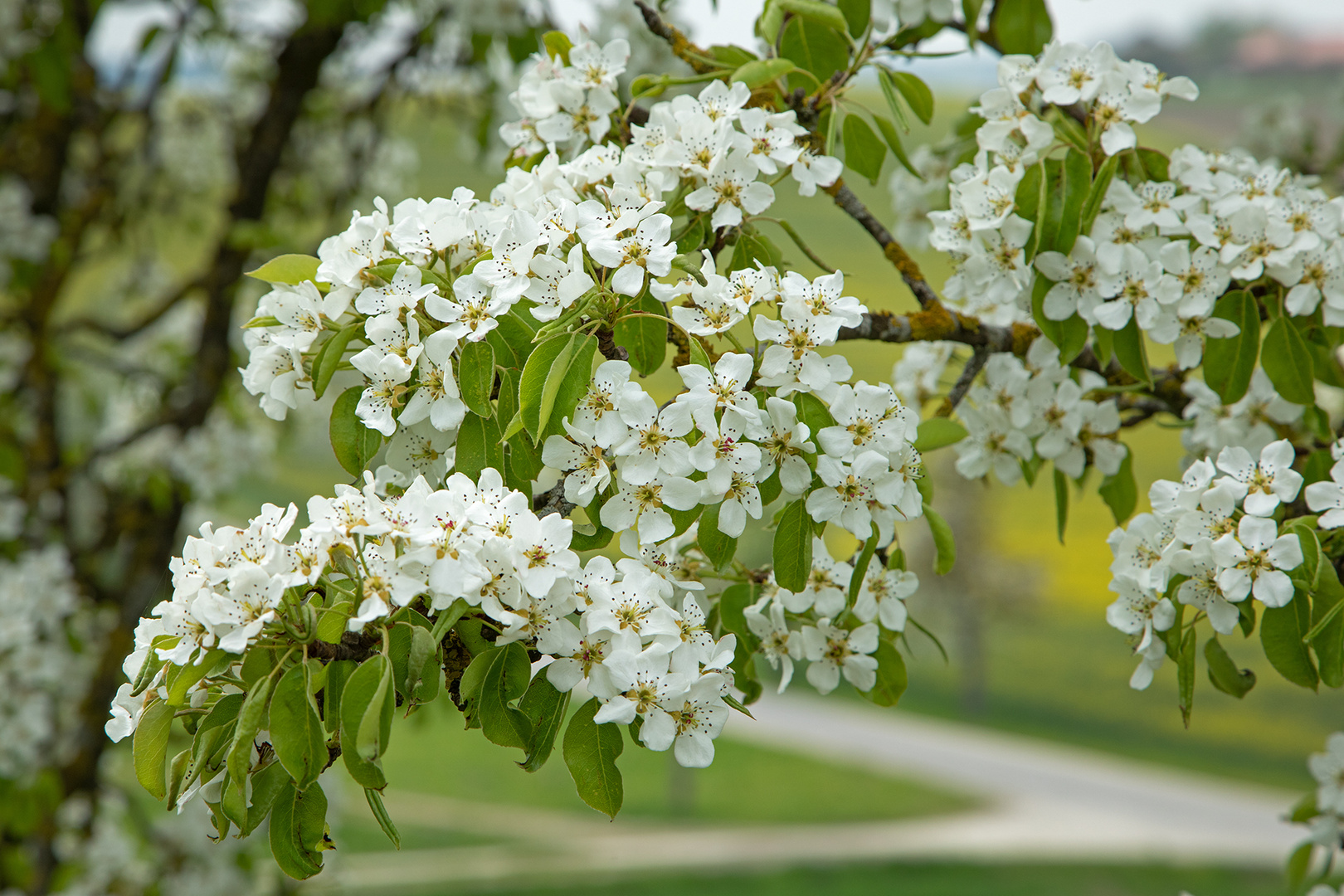 in voller Blüte