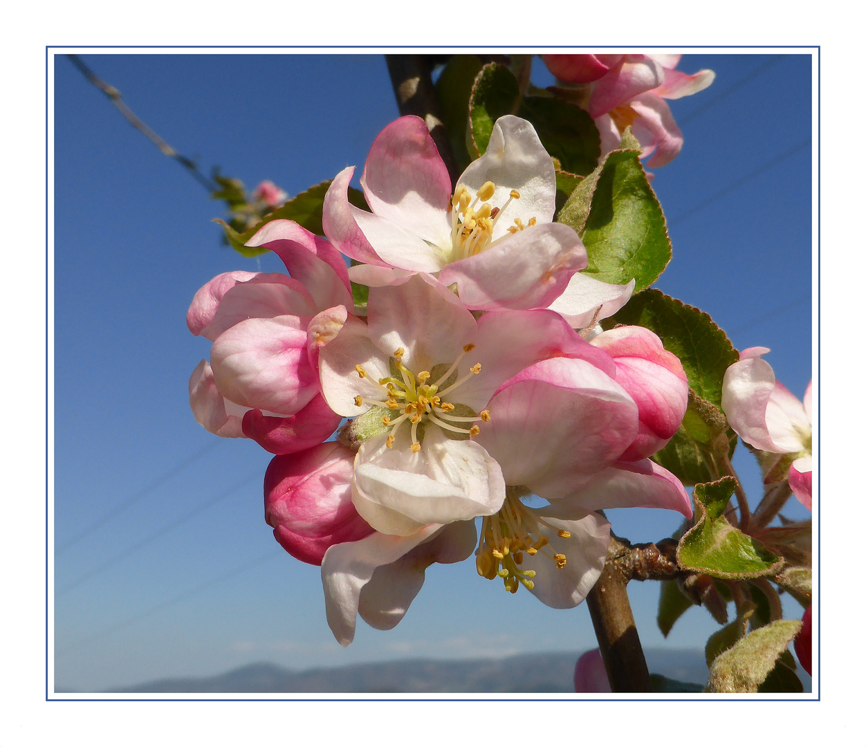 In voller Blüte