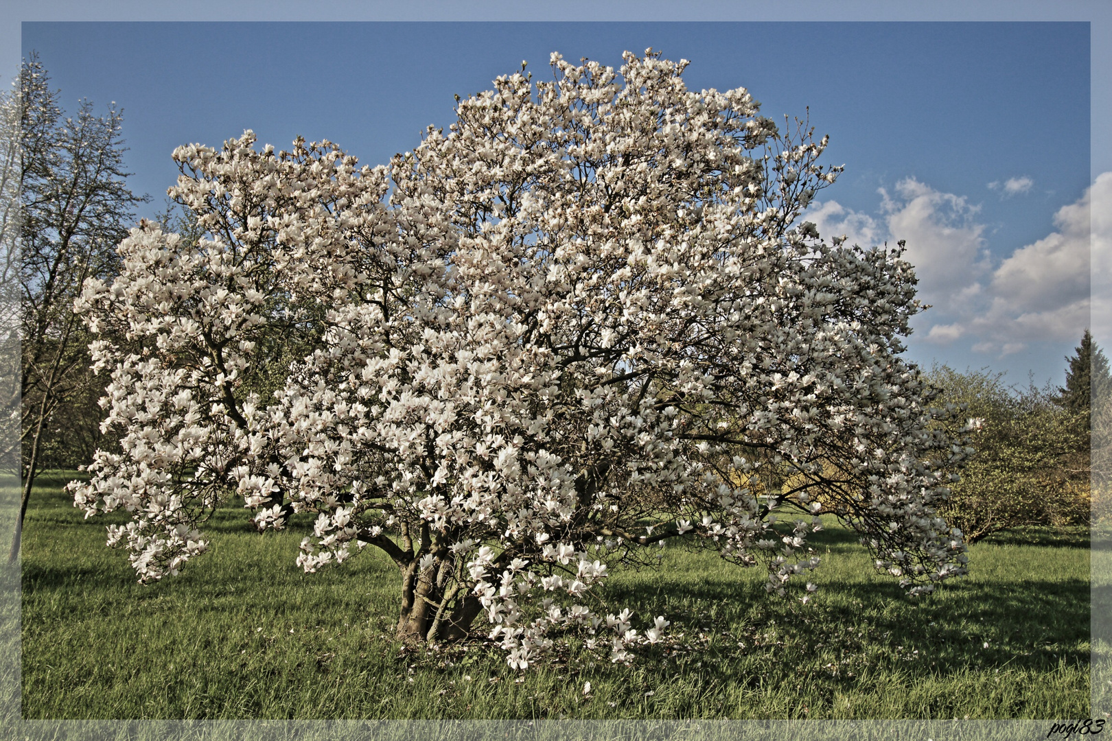 In voller Blüte