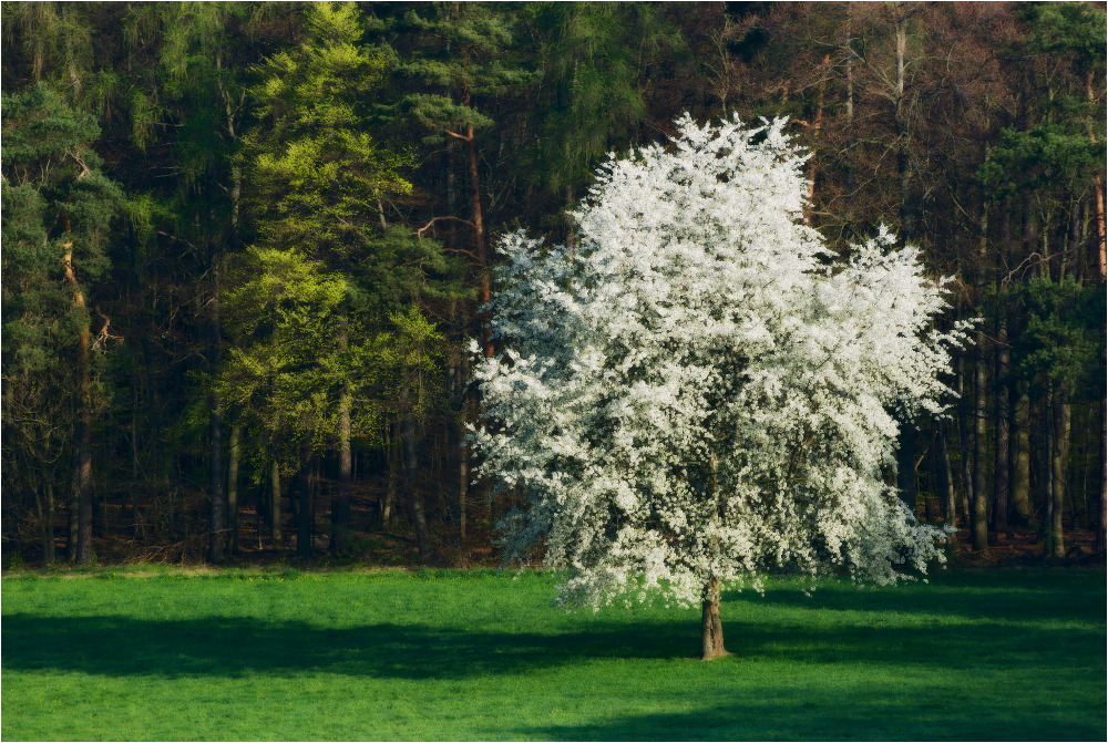 In voller Blüte ...