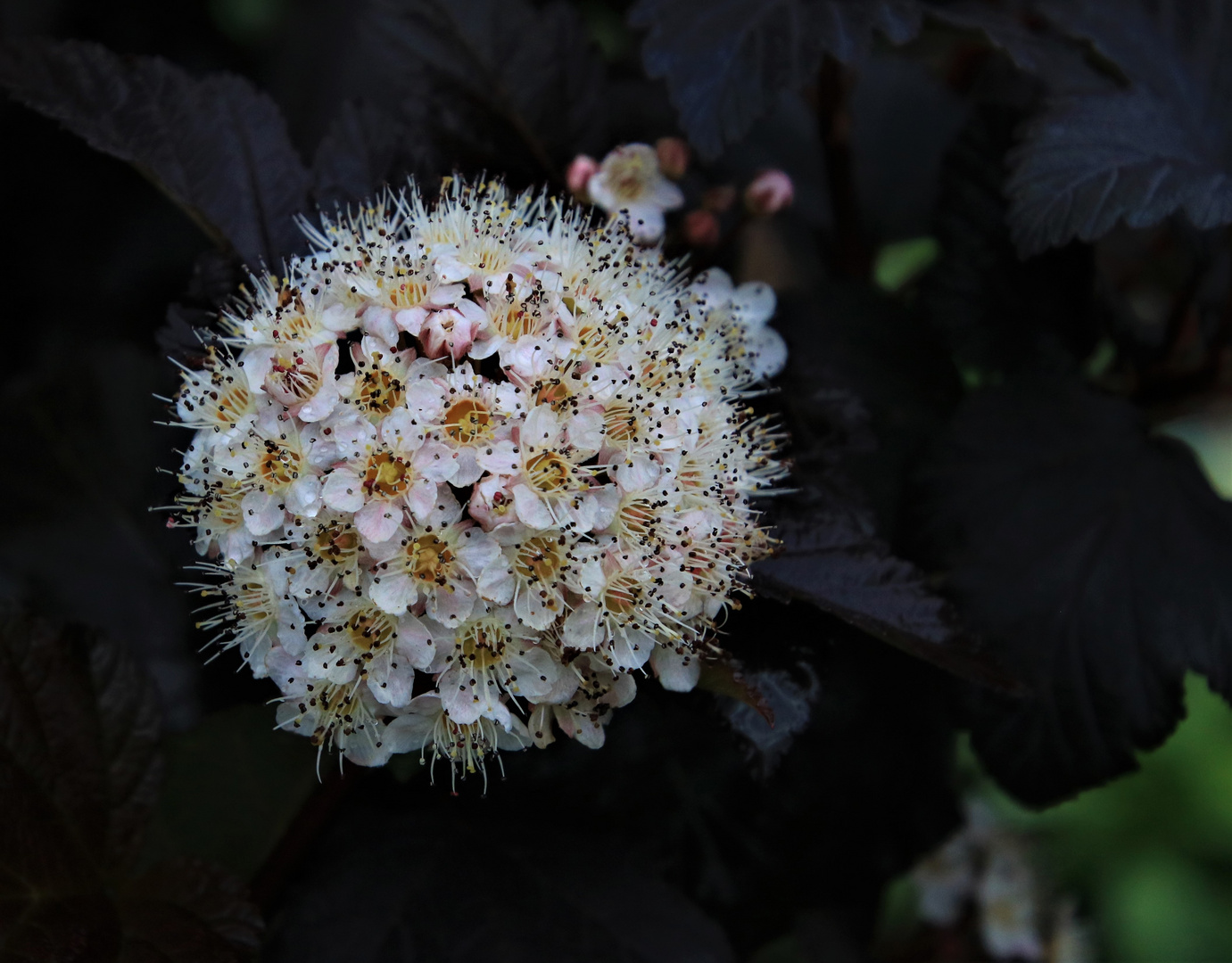 In voller Blüte