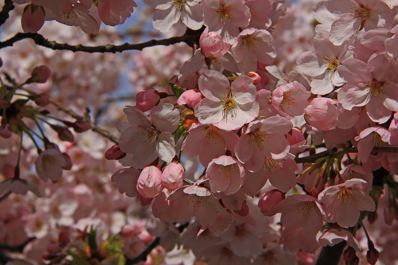 in voller Blüte