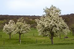 In voller Blüte