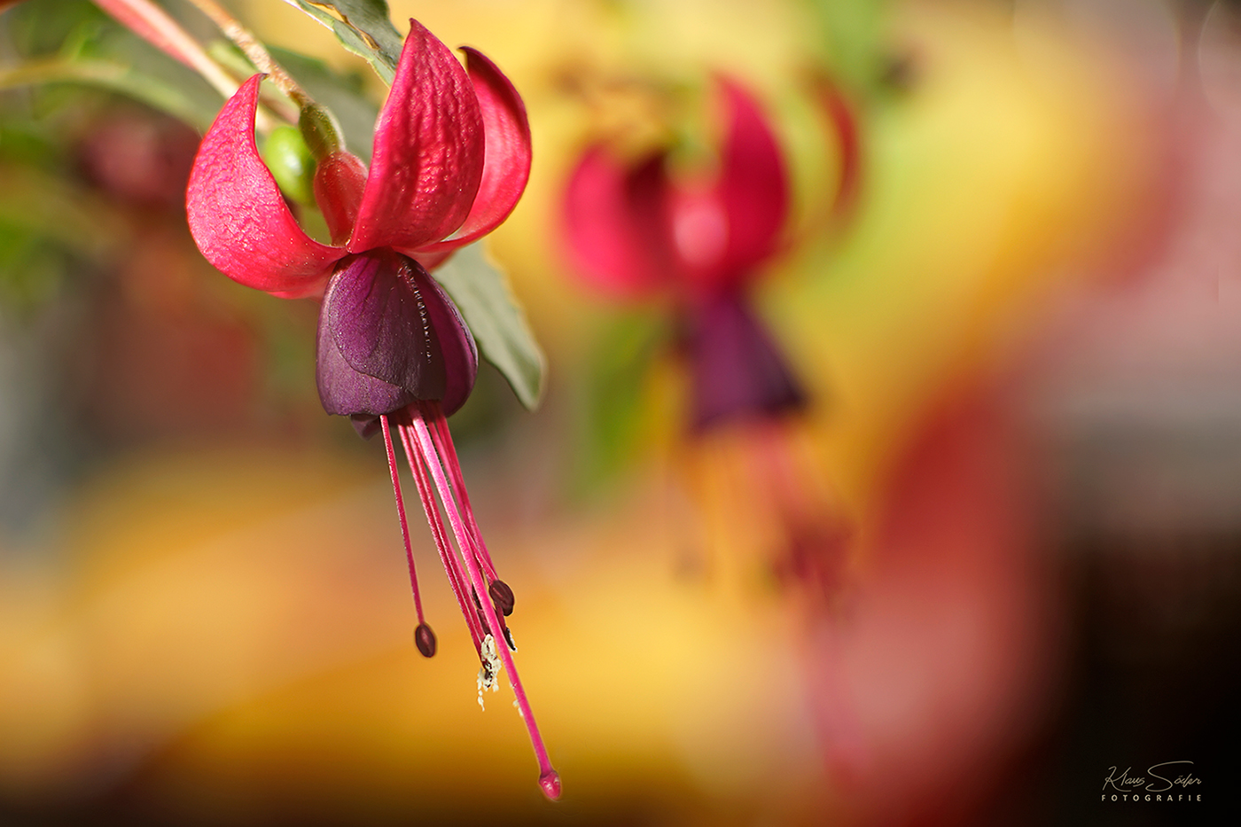 In voller Blüte