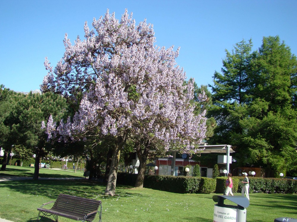 In voller Blüte