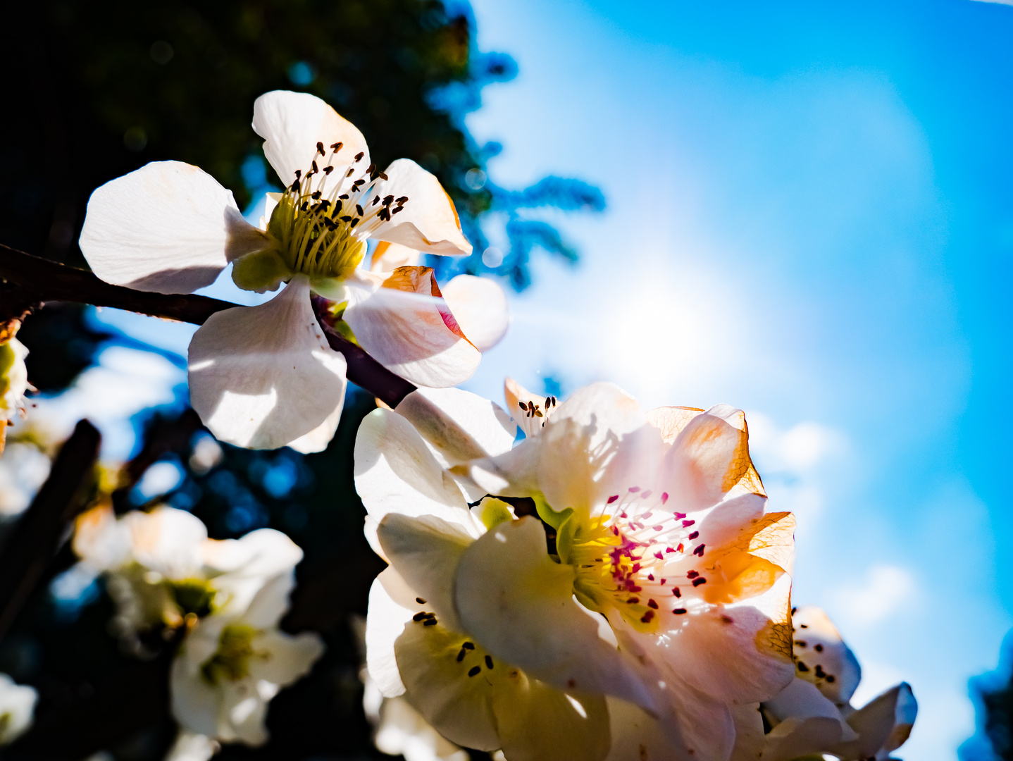 In voller Blüte