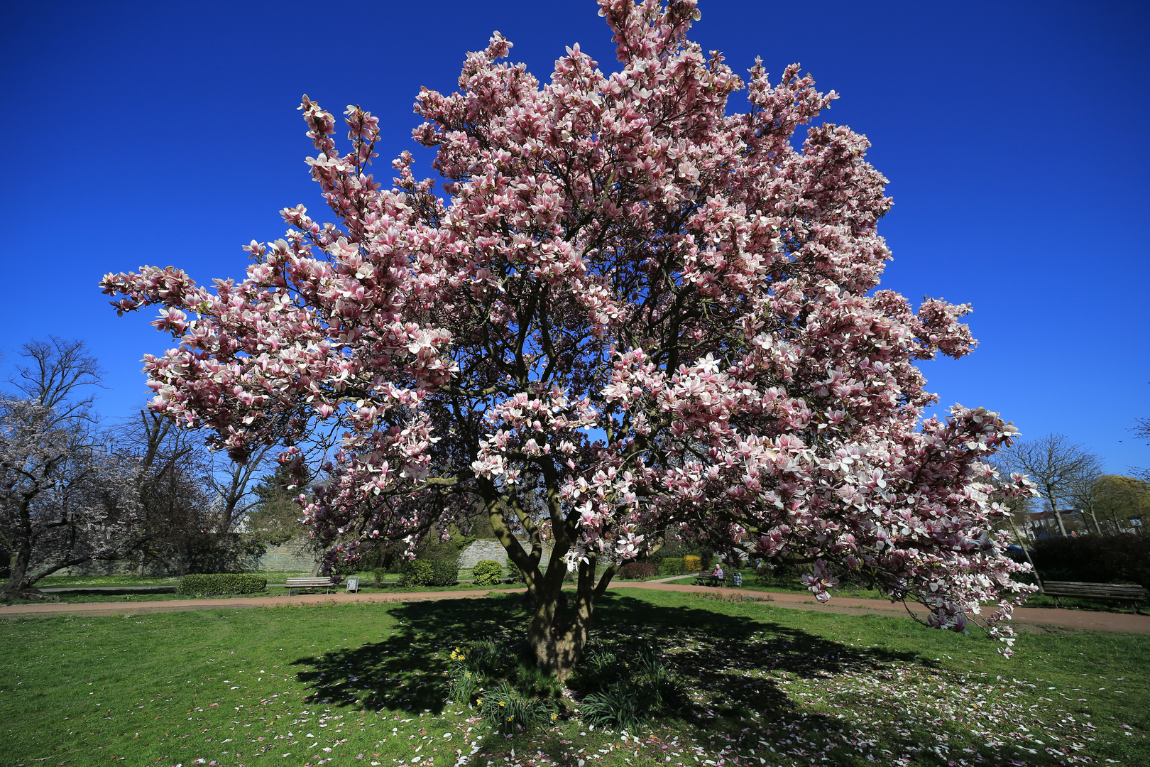 In voller Blüte