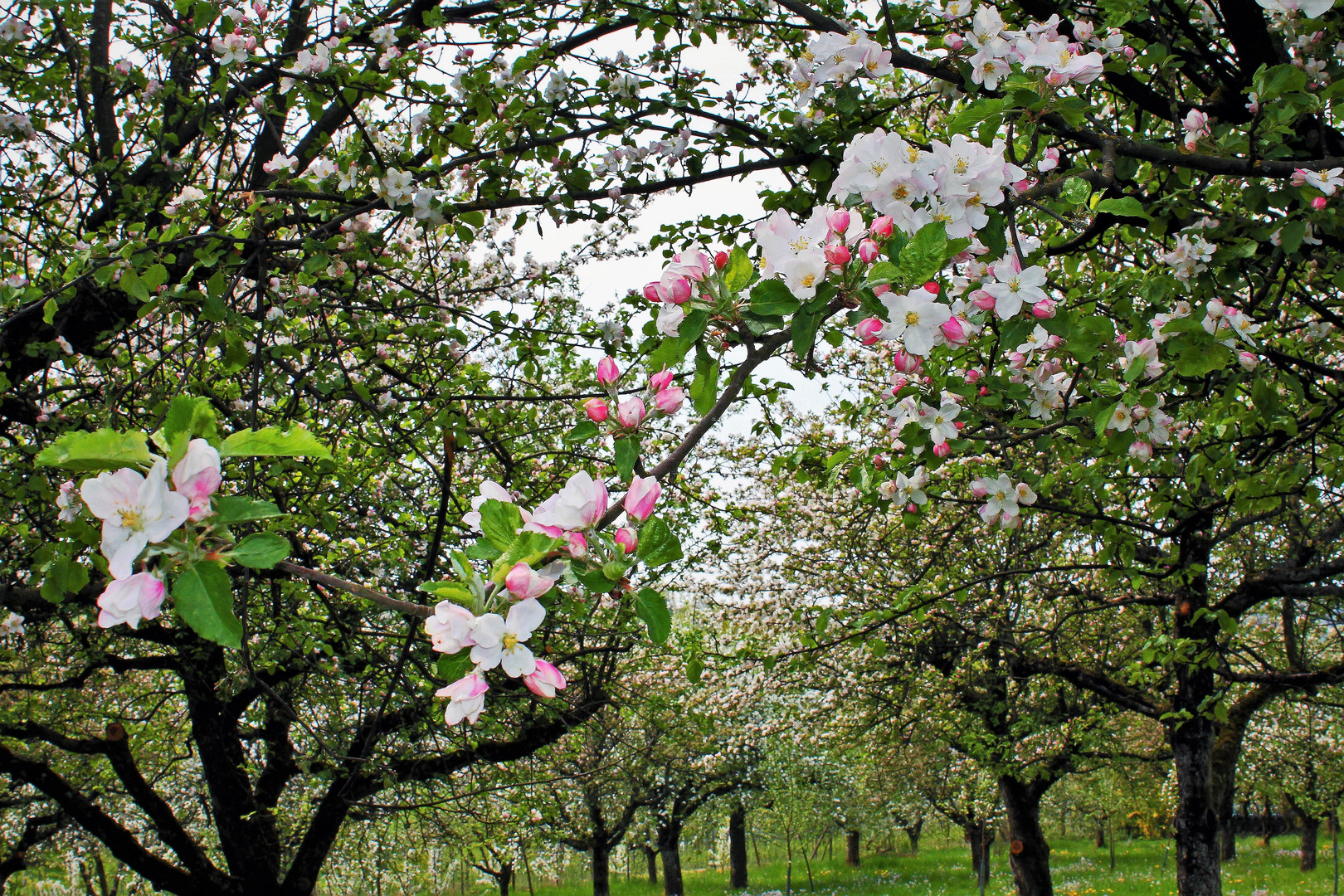 In voller Blüte