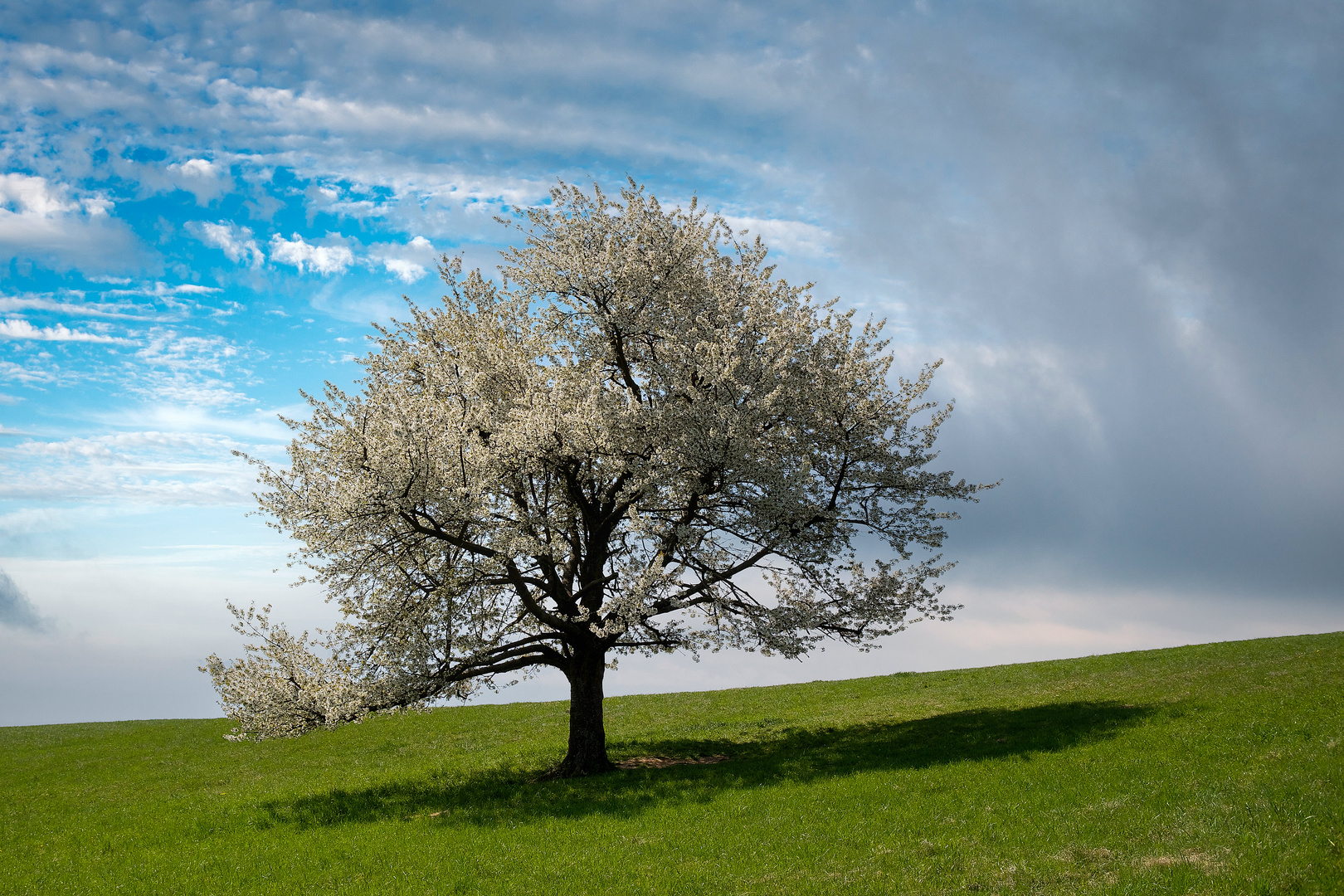 in voller Blüte