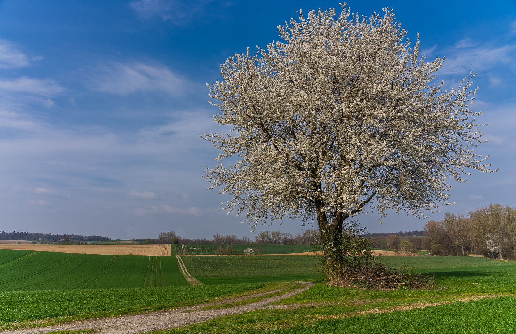 In voller Blüte