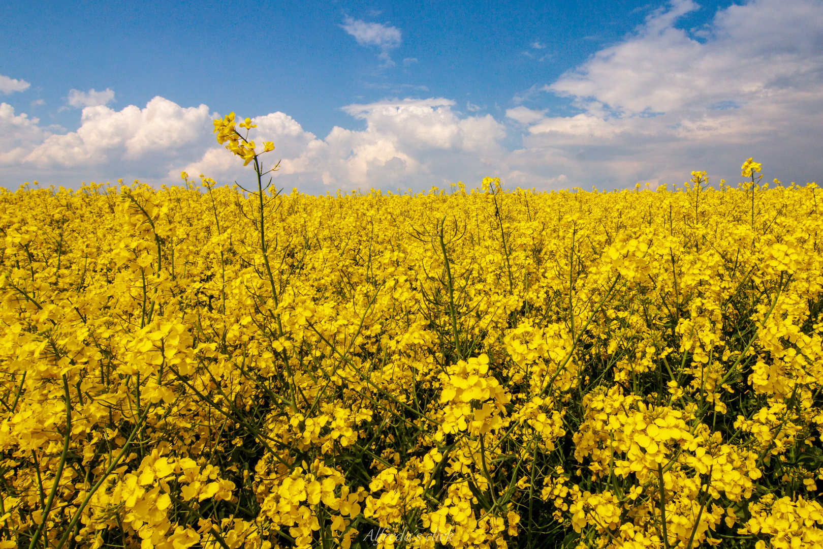 In voller Blüte