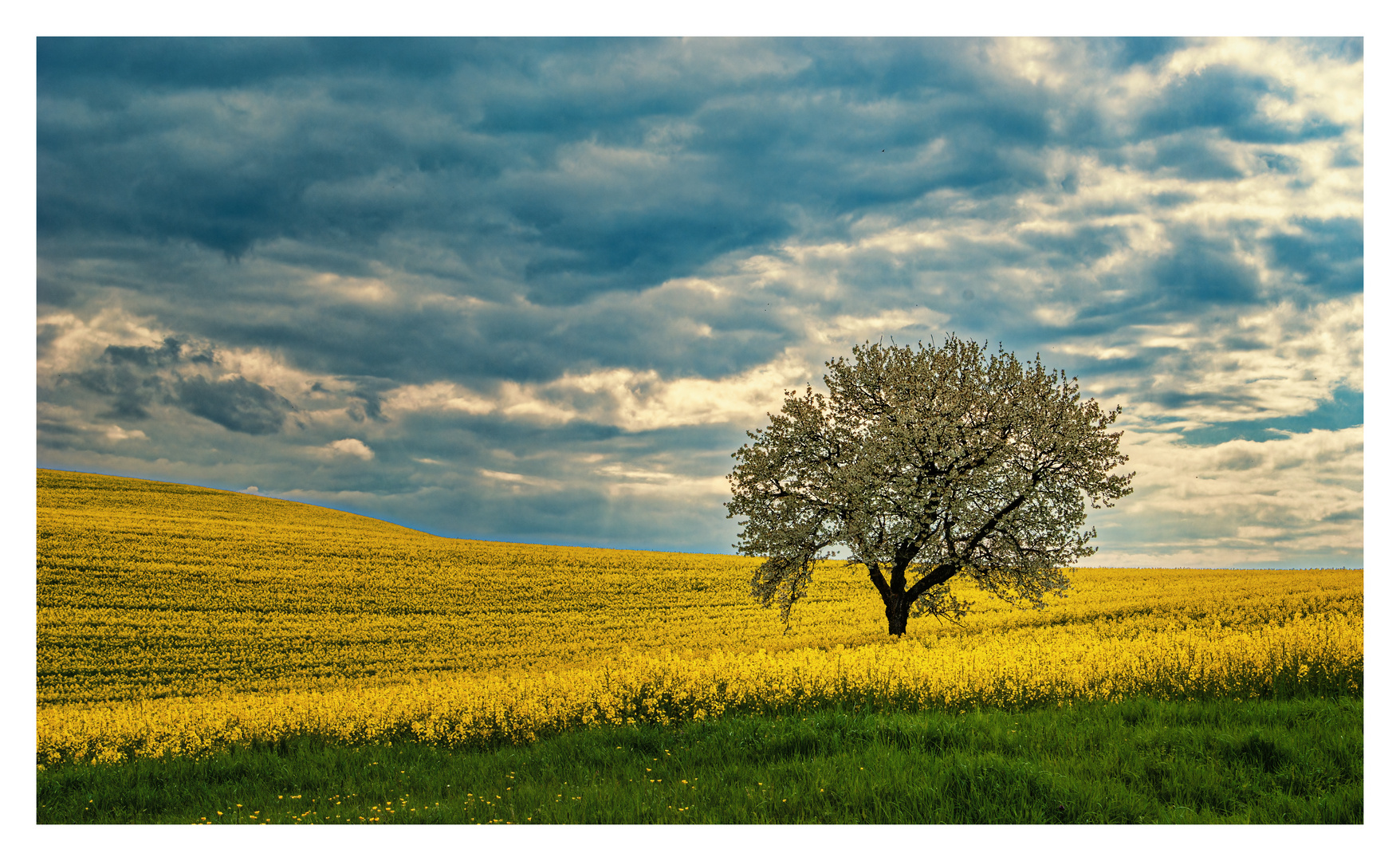 In voller Blüte