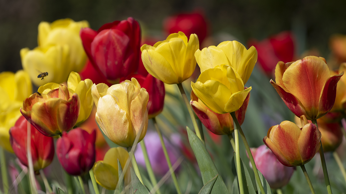 In voller Blüte