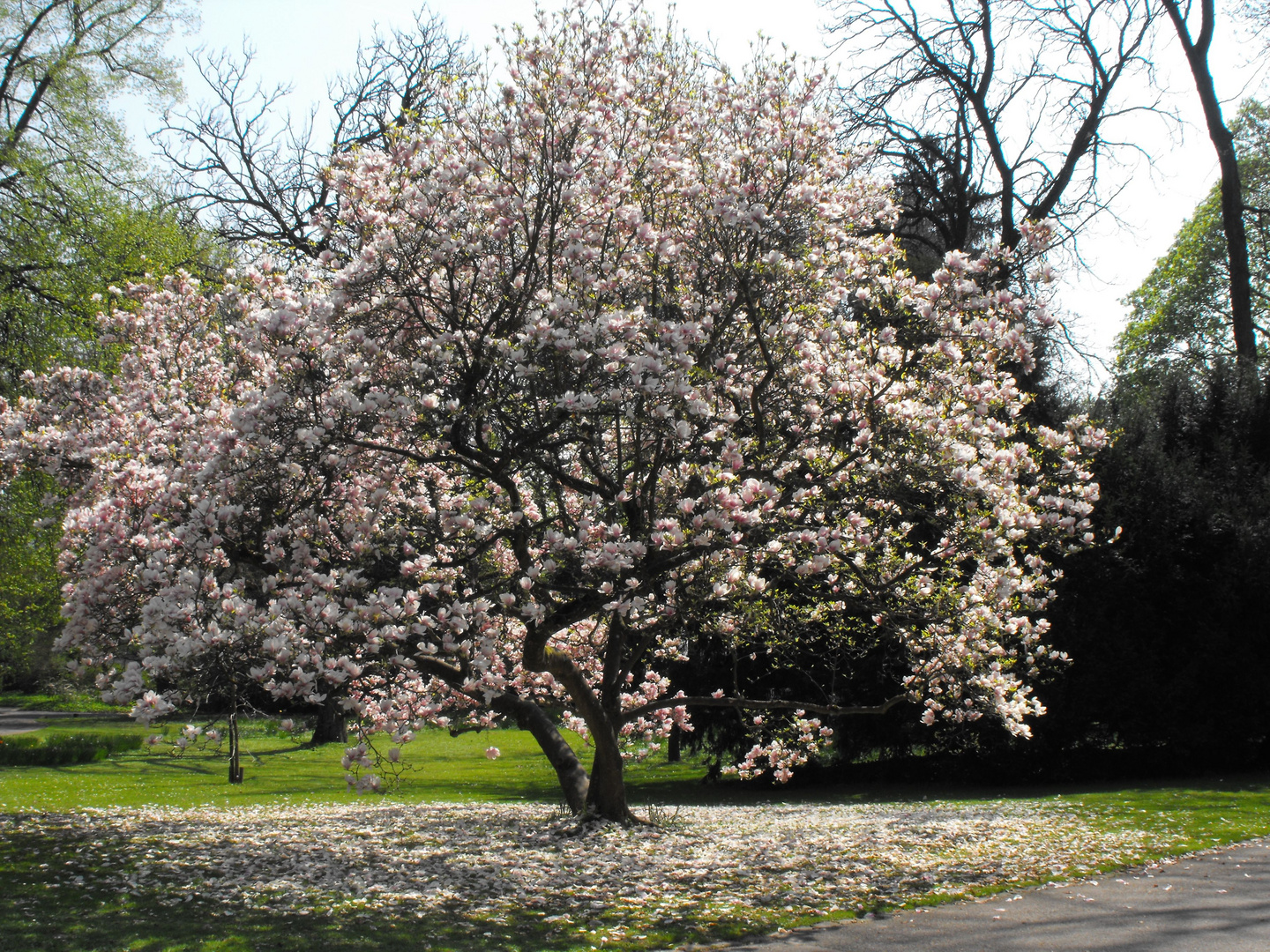 In voller Blüte