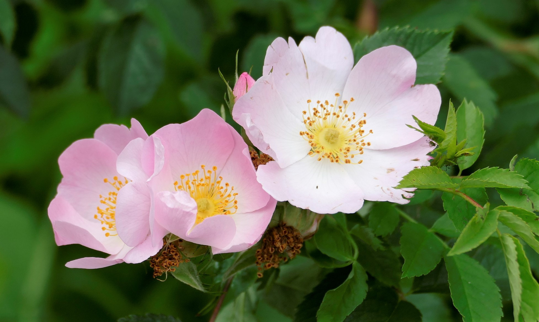 In voller Blüte