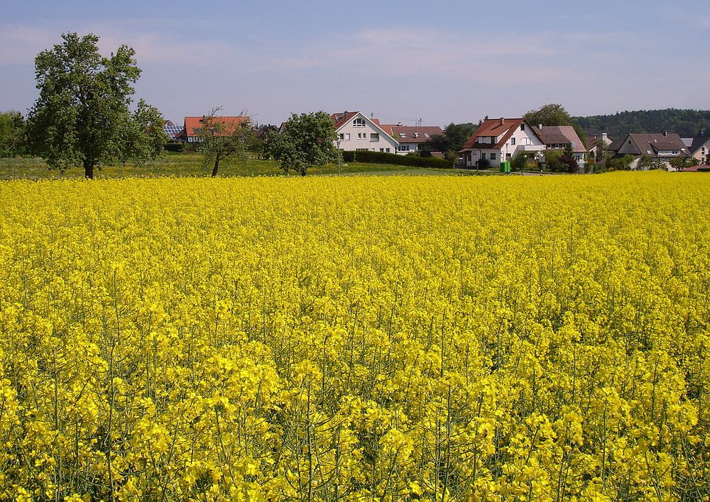 in voller Blüte