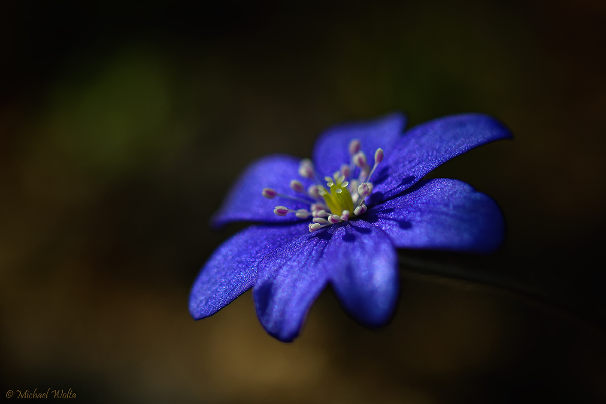 In voller Blüte