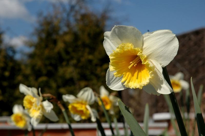 In voller Blüte