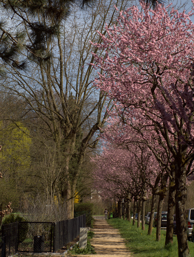 In voller Blüte