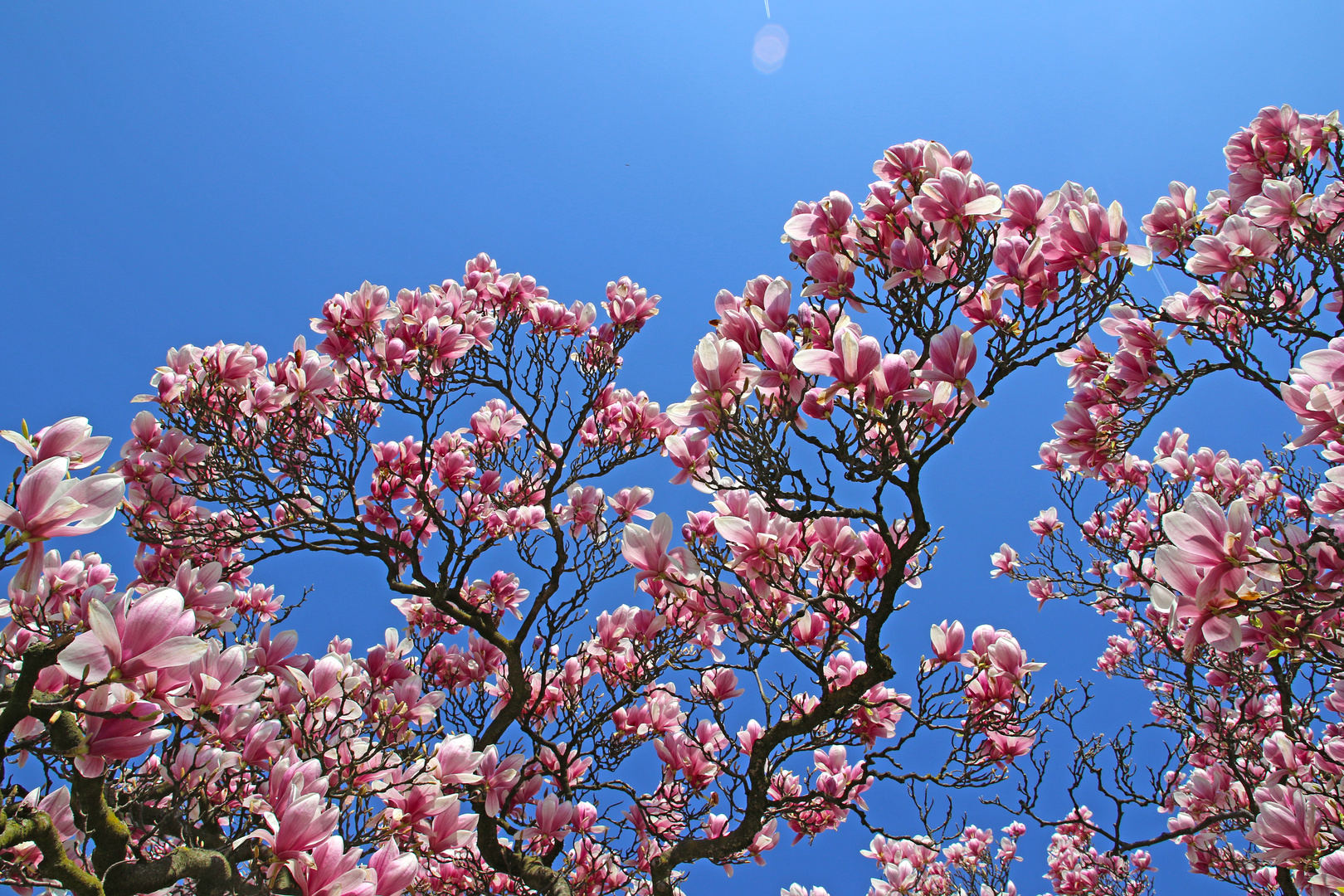 In voller Blüte