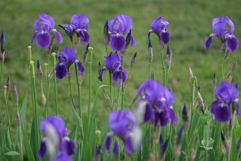 In voller Blüte