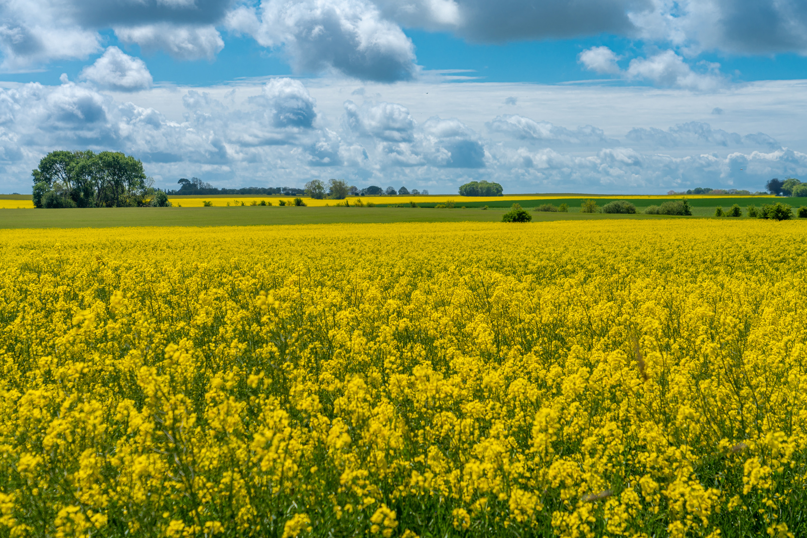 In voller Blüte