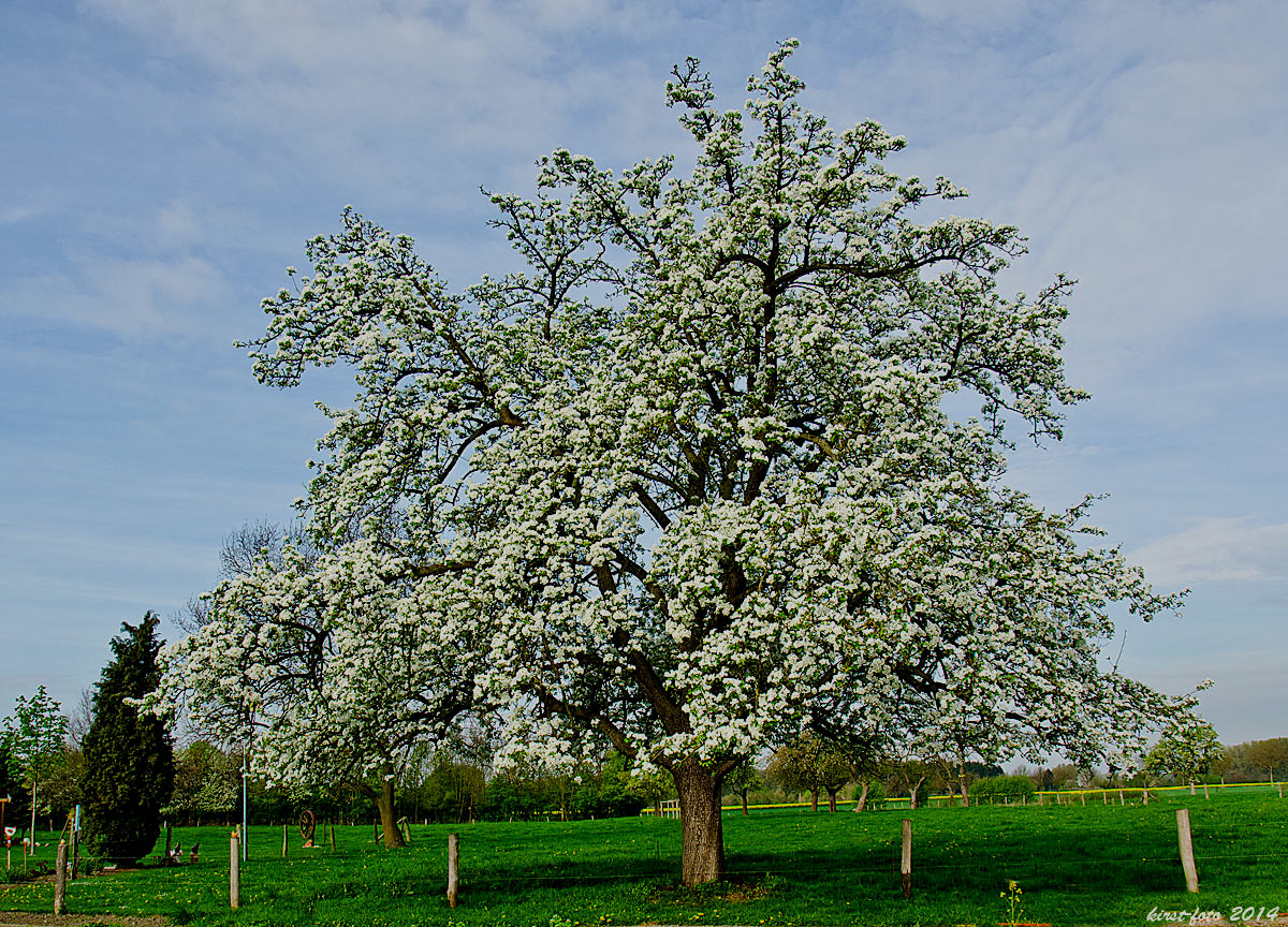 In voller Blüte.