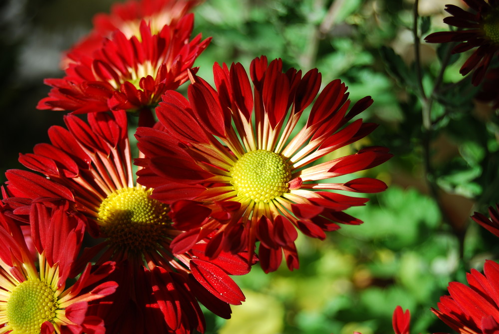 In voller Blüte