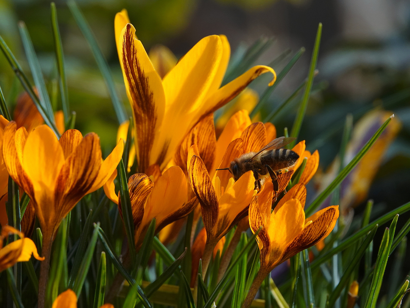 In voller Blüte