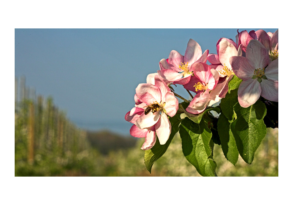 In voller Blüte