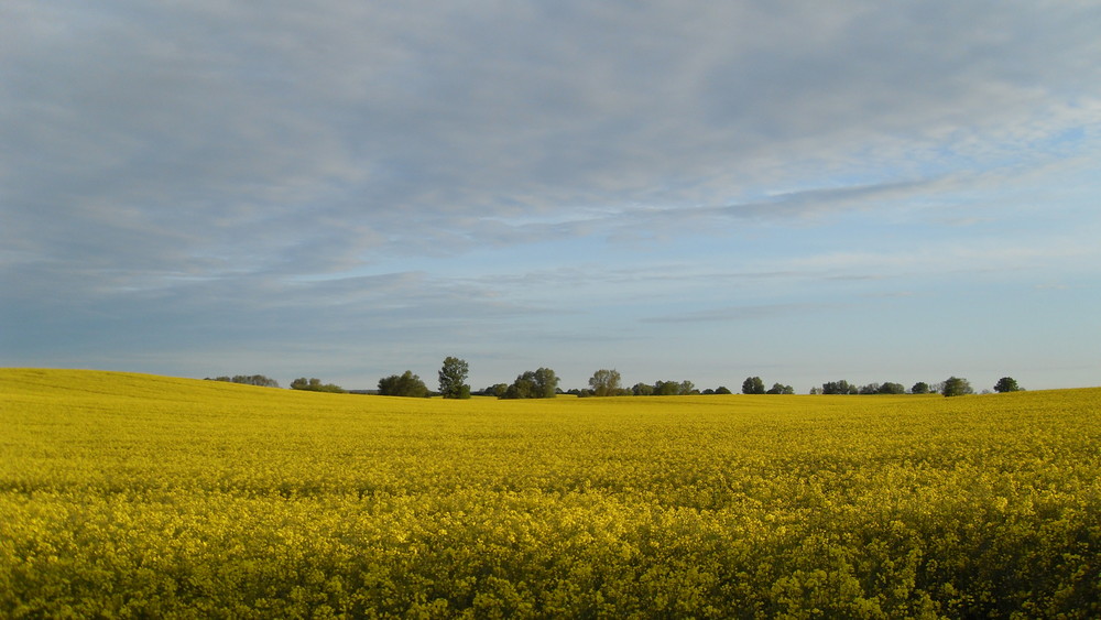 in voller Blüte