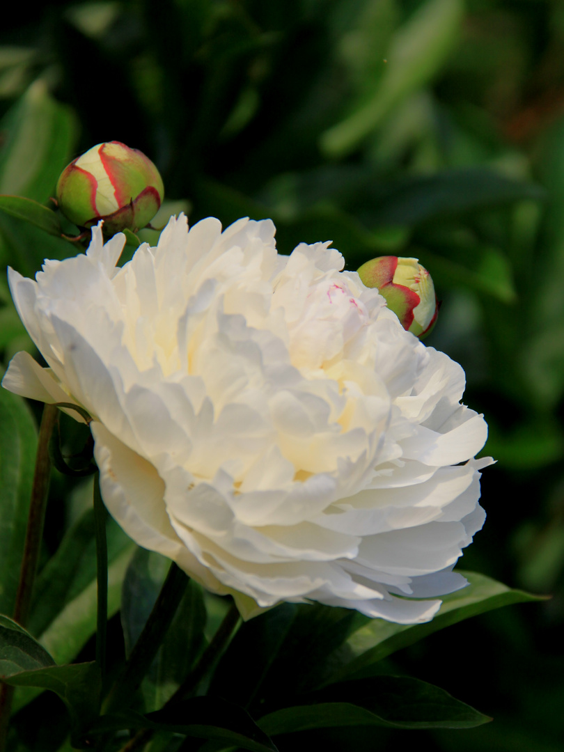 in voller Blüte