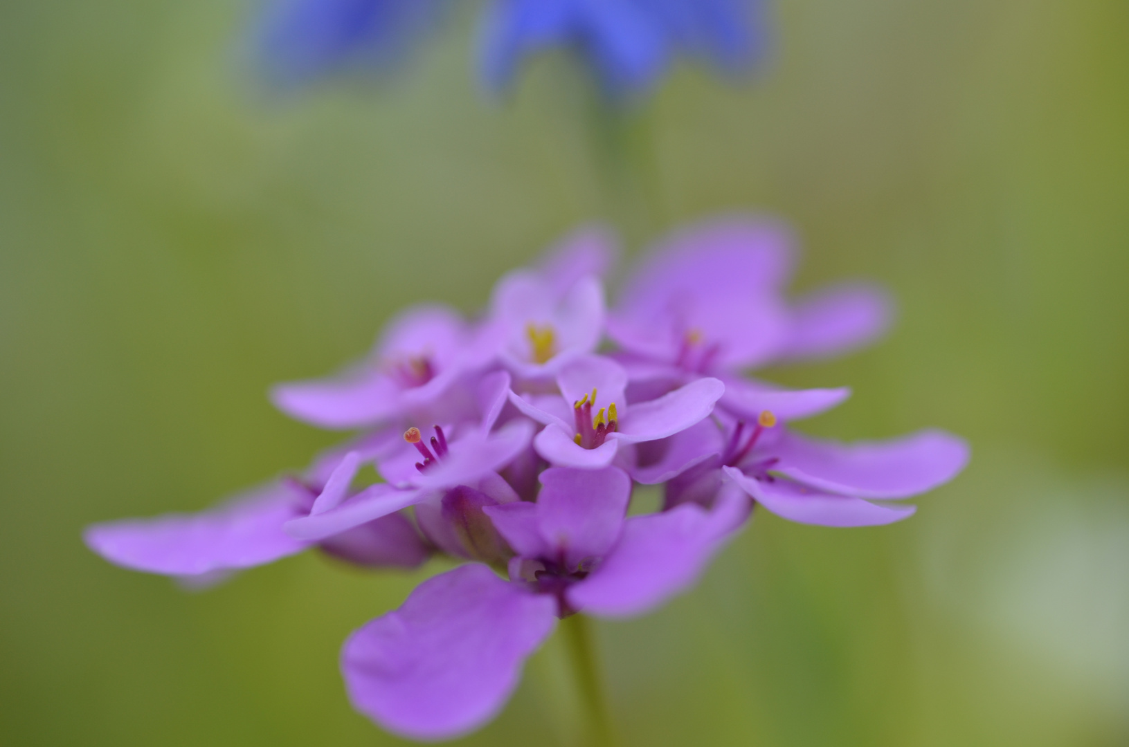 In voller Blüte