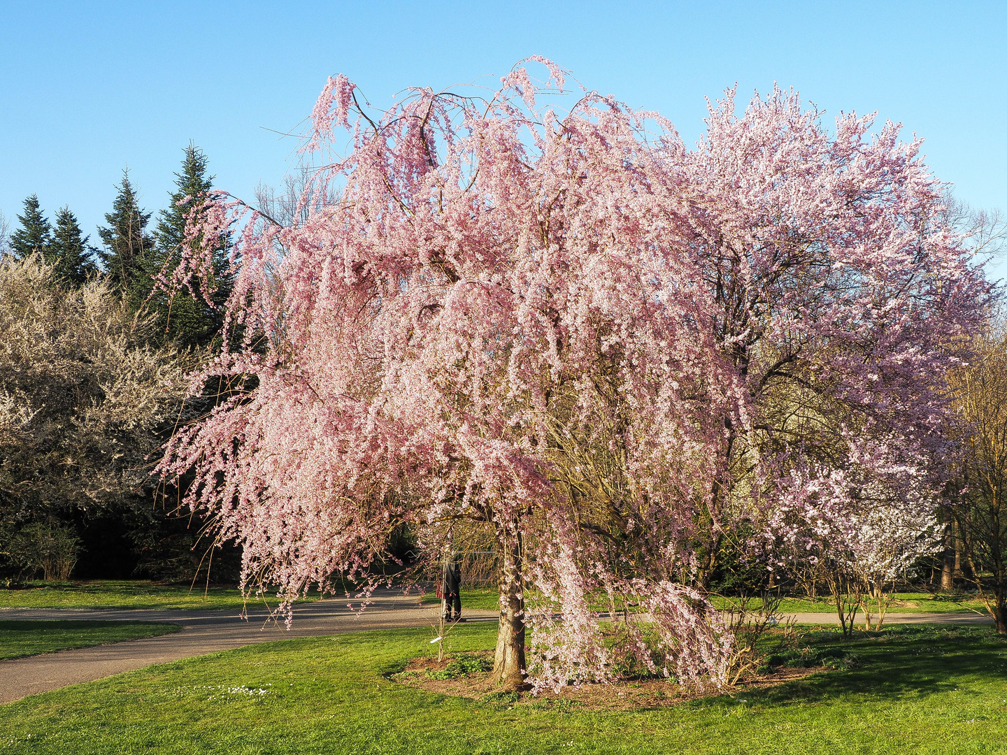 In voller Blüte