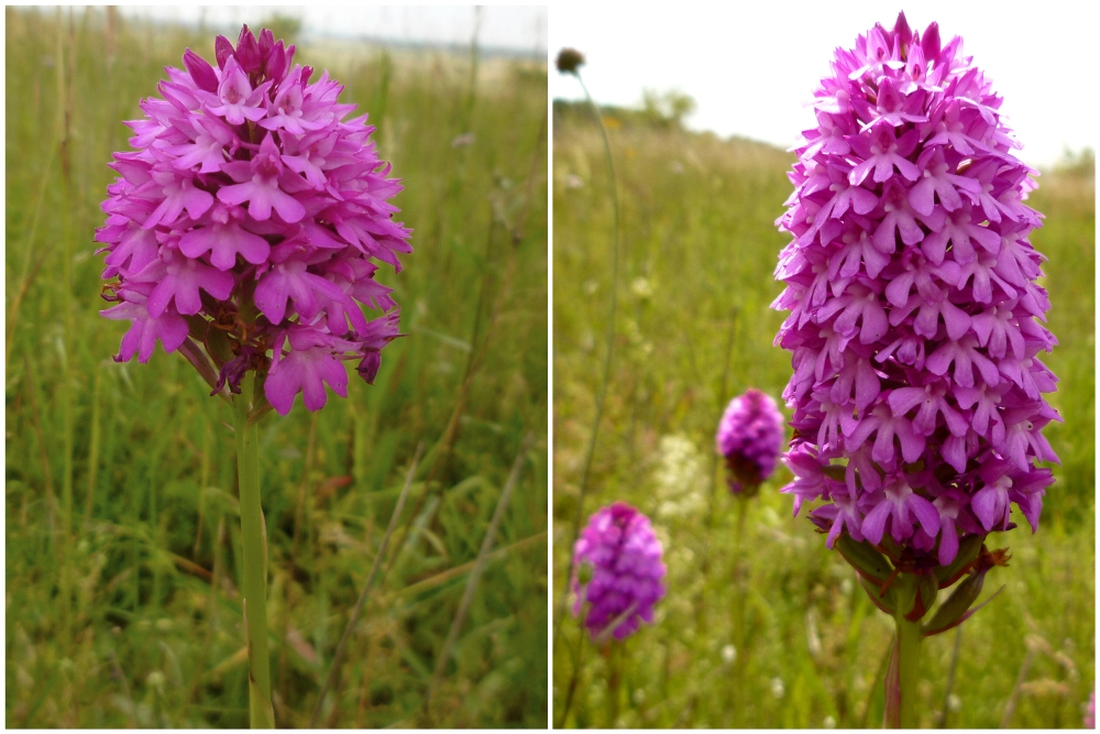 In voller Blüte