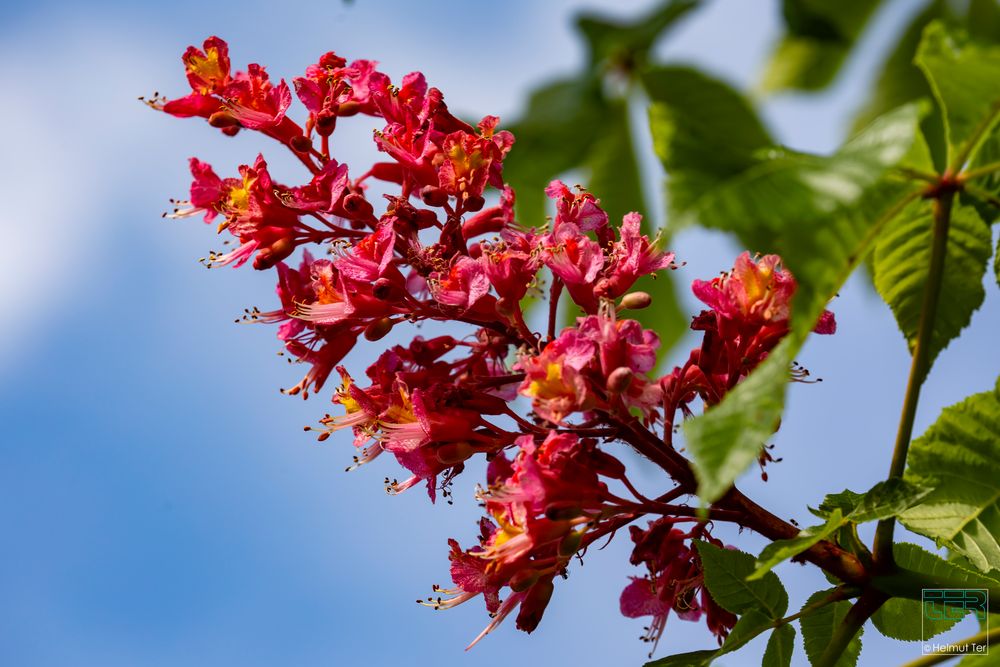 In voller Blüte