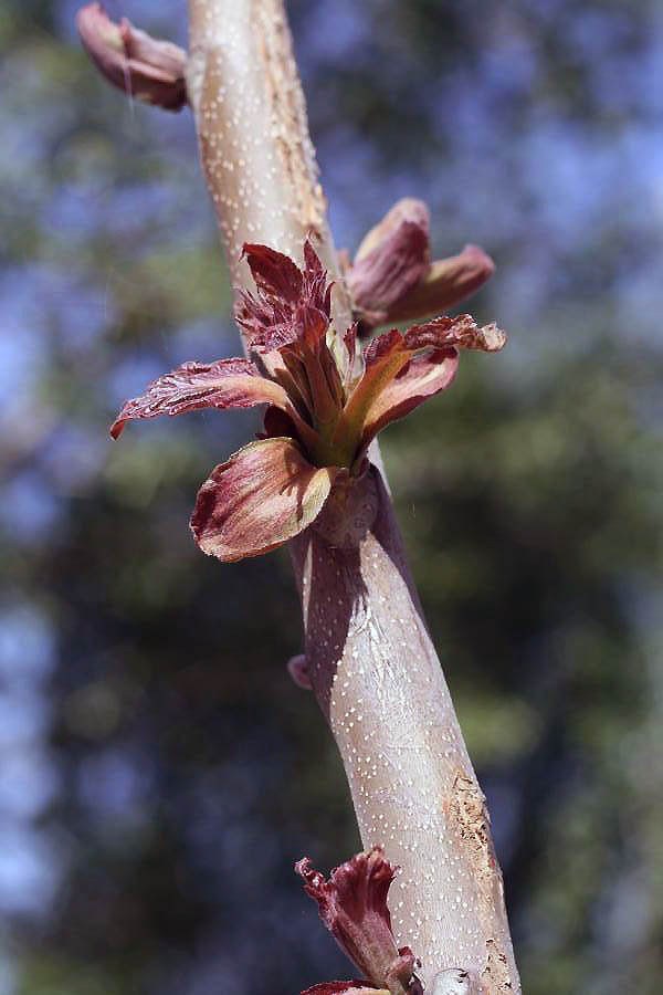 in voller Blüte