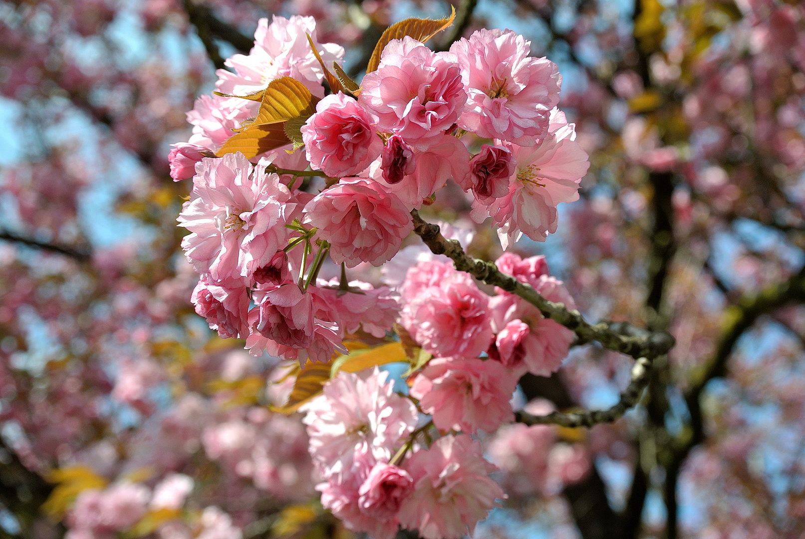 in voller Blüte